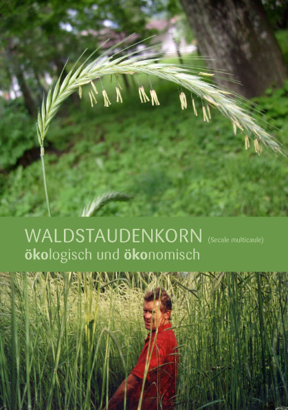 Waldstaudenkorn